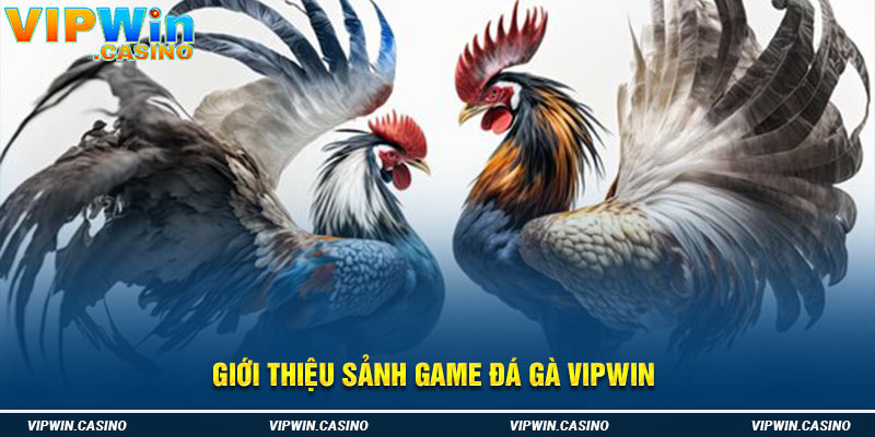 Giới thiệu sảnh game đá gà Vipwin