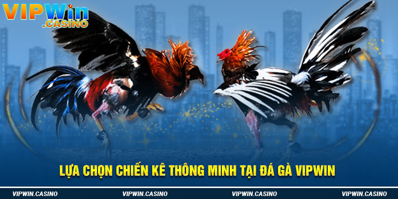 Lựa chọn chiến kê thông minh tại đá gà Vipwin