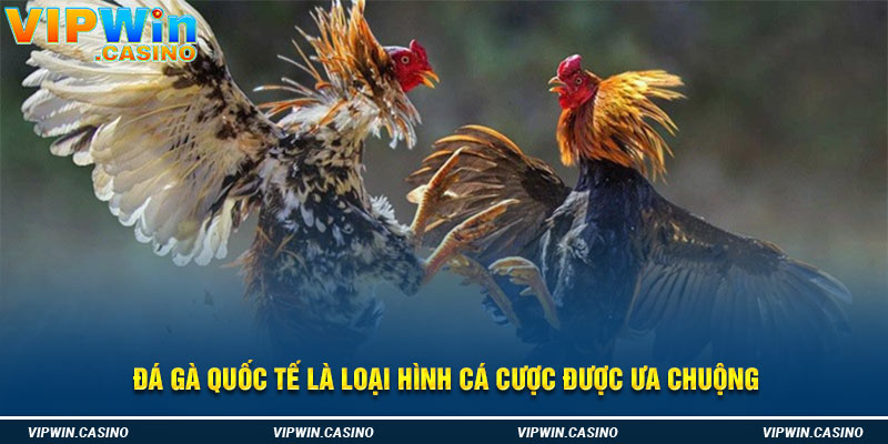 Đá gà quốc tế là loại hình cá cược được ưa chuộng