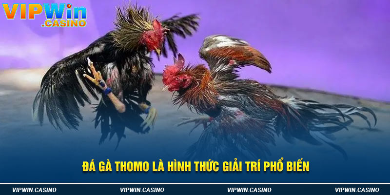 Đá gà thomo là hình thức giải trí phổ biến