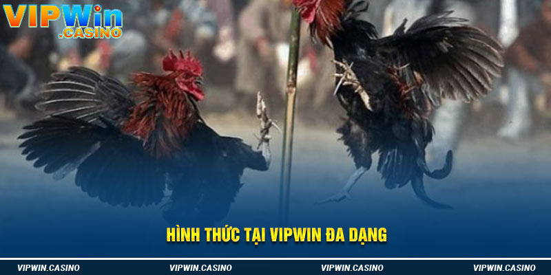 Hình thức tại Vipwin đa dạng