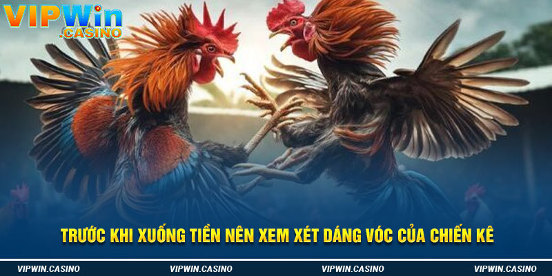 Trước khi xuống tiền nên xem xét dáng vóc của chiến kê